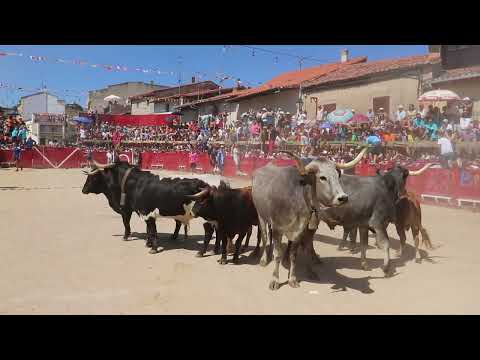 Primer encierro de las fiestas de Vilvestre