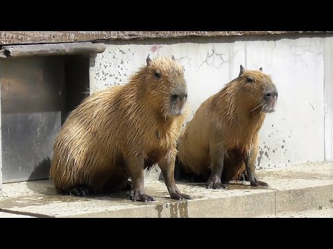 Capybaras doing their best at breakfast time 🐾