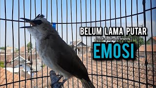 Download lagu trucukan gacor TARUNG ROPEL PANJANG pancingan trucukan agar bunyi jadikan burung trucuk gacor NYAUT mp3