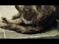 Кошка рожает котят [Full HD 1080p] 