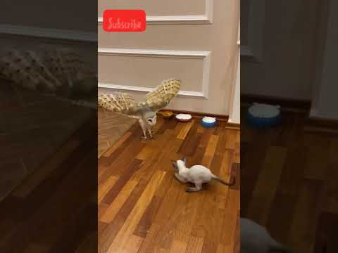 Barn owl vs Cat look at the reaction of owl