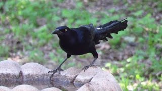 Winter Back Yard Birds - Overtime