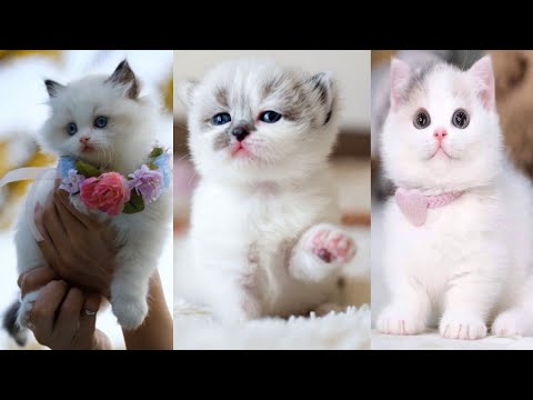 cats natural beauty | beautiful cats pics | by nazli salon