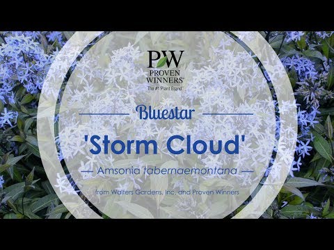 download lagu mp3 mp4 Texas Blue Star Plant, download lagu Texas Blue Star Plant gratis, unduh video klip Texas Blue Star Plant