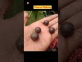 Charas Making In Factory Charas Manufacturing Process Charas Kaise Banta Hai Charas