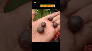 Download lagu Charas Making In Factory |Charas Manufacturing Process | Charas Kaise Banta Hai #charas mp3 Download lagu Charas Making In Factory |Charas Manufacturing Process | Charas Kaise Banta Hai #charas mp3
