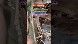 Download lagu ternyata burung pelanduk semak gemar kawin.  #bolang #kicaumania #bolang mp3