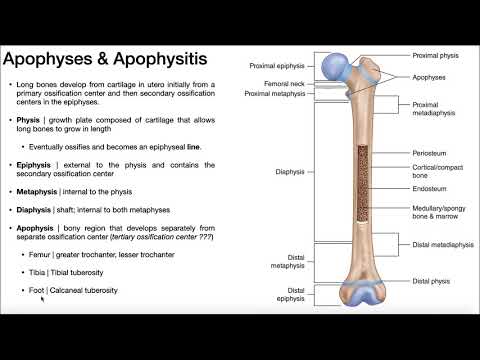 Apophyses of Long Bones, Osgood-Schlatter Syndrome, & Sever’s Disease
