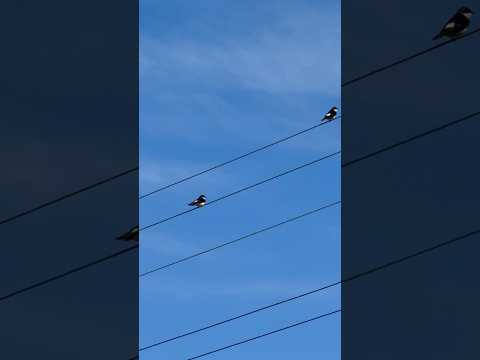 Golondrina en Laguna Señoraza, Laja #biobío