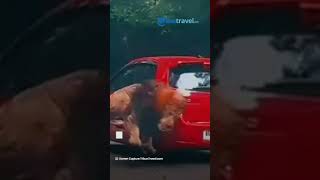 2 Singa Taman Safari Prigen Pasuruan Berkelahi, Tabrak Mobil Pengunjung hingga Terpental dan Rusak