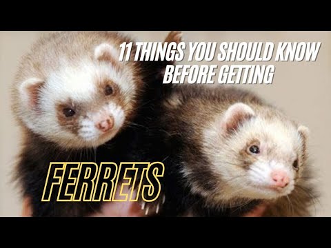 , title : 'Ferrets | 11 Things You Should Know Before Getting a Ferret - Reasons Ferrets Make Good Pets'