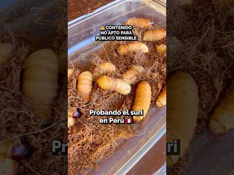 🐛🔥 vlog PERU DESTINO GASTRONOMICO PROBANDO SURI EN LA AMAZONÍA | ¿Te atreverías a comerlo? 🇵🇪