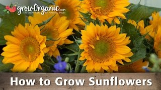 How To Grow Organic Sunflowers