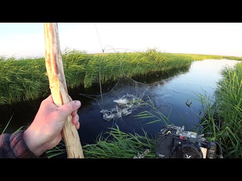 Язи и огромные караси в ручье не перестают удивлять.