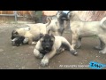 Kangal Puppies Kangal Puppy Fight