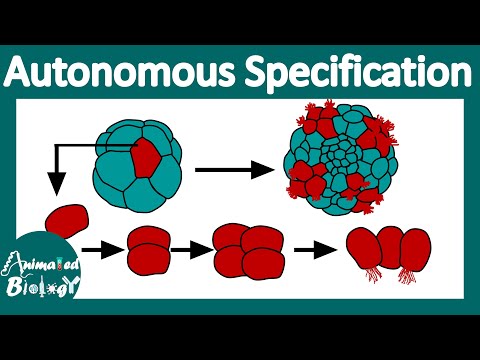 Autonomous specification |What is autonomous & conditional specification? | Cell fate specification