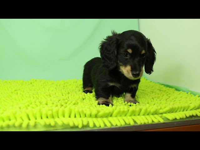 ブリーダー/ショップマロニエケンネル MARRONNIER KENNELのダックスフンド・ミニチュア・ロングで番号が2841です