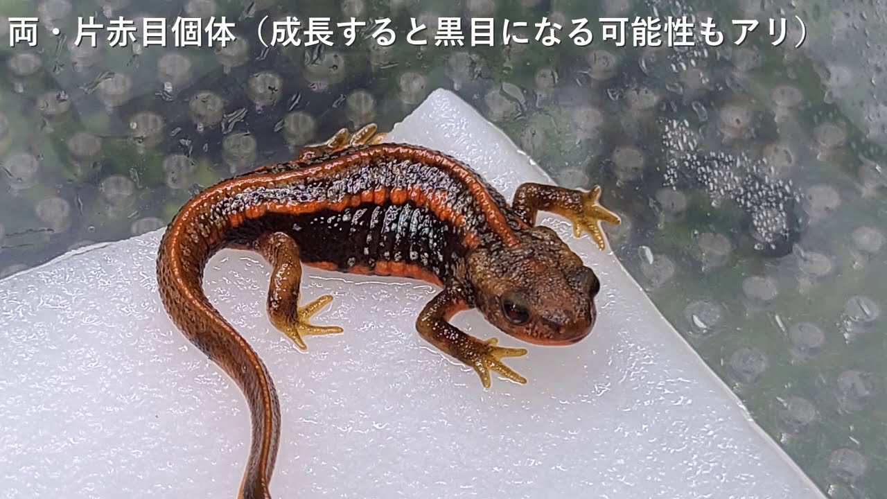 アマミシリケン2020CB 個体/飼育参考動画