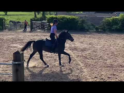 148cm Pony - Image 2