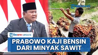 Prabowo Kaji Produksi Bensin dari Minyak Sawit Mentah, Atasi Krisis Energi Akibat Perang