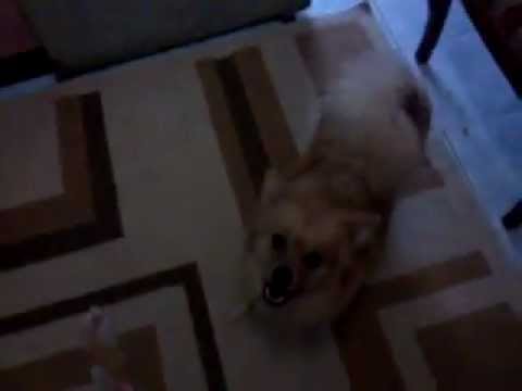 Jandi Love IceCandy :))