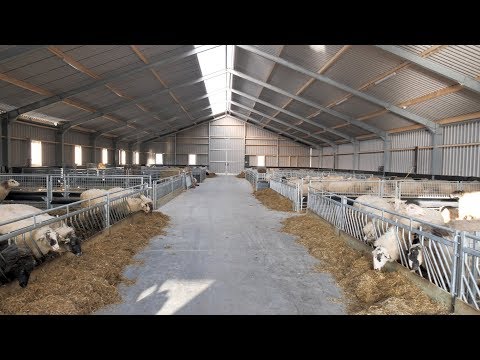 , title : 'Nieuwe stal voor grazende schapen in Lippenhuizen'