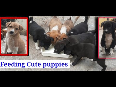 Alone we can do so little; together we can do so much🙂❤️ #india #smile #shorts #feeding #helping