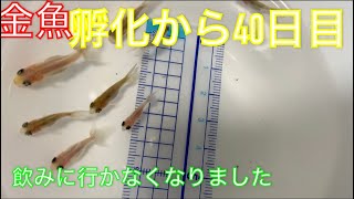 《金魚》孵化から40日目の稚魚達