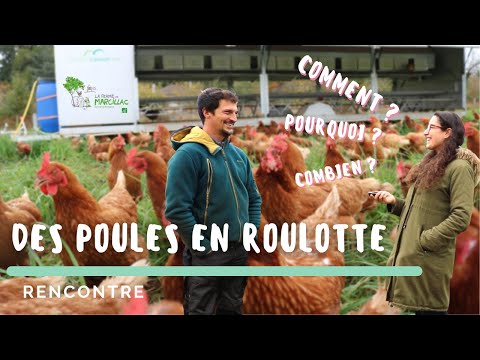 Poules pondeuses bio en pâturage dynamique Ft La Ferme de Marcillac 🐔 🌱