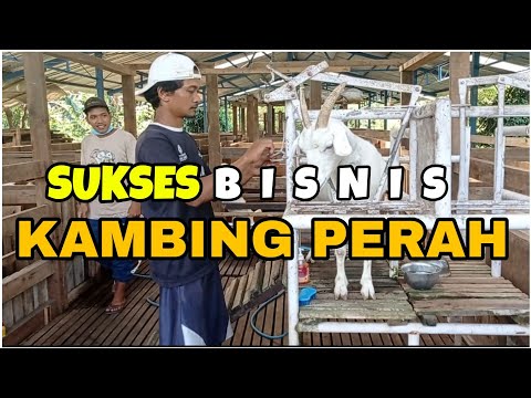 , title : 'Bisnis Ternak Kambing Perah, Breeding, Fattening Jenis Saanen, Etawa, AngloNubian, Sudah 15 Tahun'