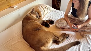 Месси отнял у Маши единственную подушку! Месть была мгновенной. Реакция кота