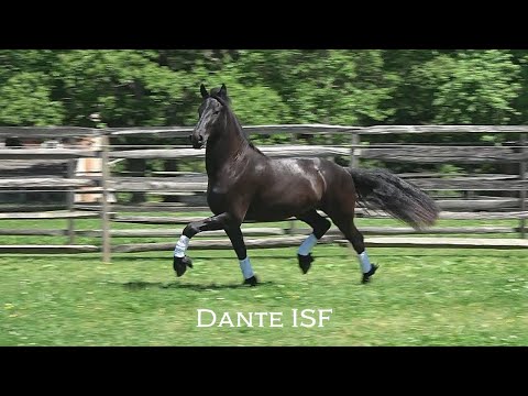 Dante ISF in Free Movement at Iron Spring Farm, June 2020 - SOLD!
