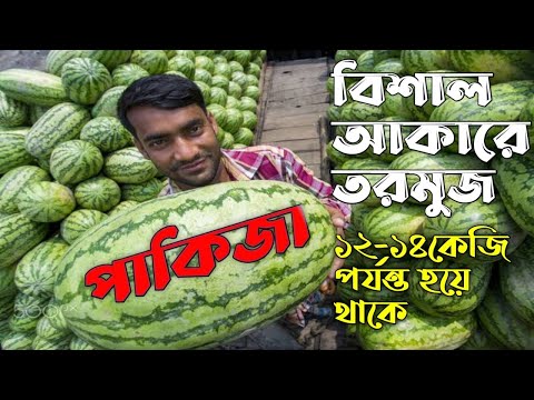 Hybrid Watermelon Seeds