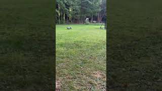 Video preview image #1 Mutt Puppy For Sale in Garden City, NY, USA