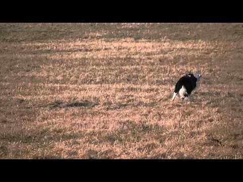 Coursing trénink 17.3.2012 -  Angi