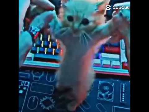 Tatemoy 😘🥰 | #catdance #cat #shorts  / #catwhisperer 😅🤪 dances!