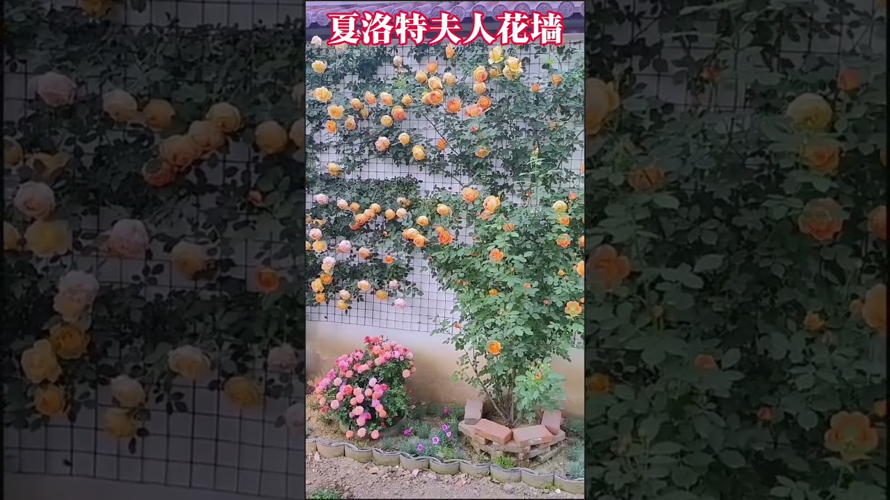 ! *  IdeasSpecific Flower Focus