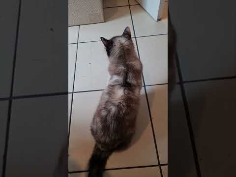 Cat pretends to ignore you while meowing for attention