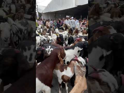 Deonar Bakra Mandi 2023 Goat Market In Mumbai #deonarbakramandi #deonarbakramandi2023
