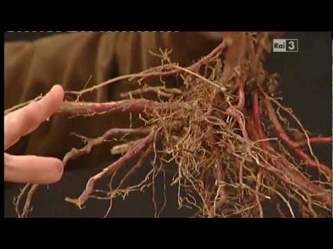 Geo&Geo: Daniele Zanzi, le radici degli alberi e la messa a dimora