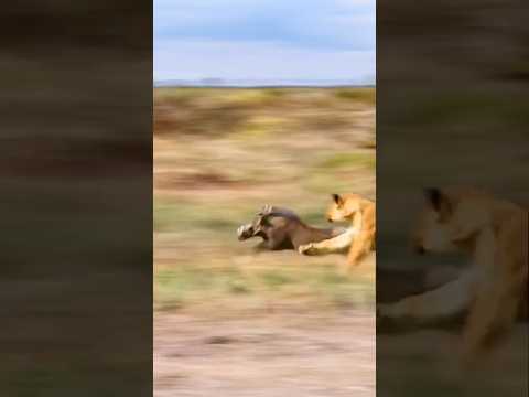 the warthog ran fast and hid|| #shorts #facts #animal
