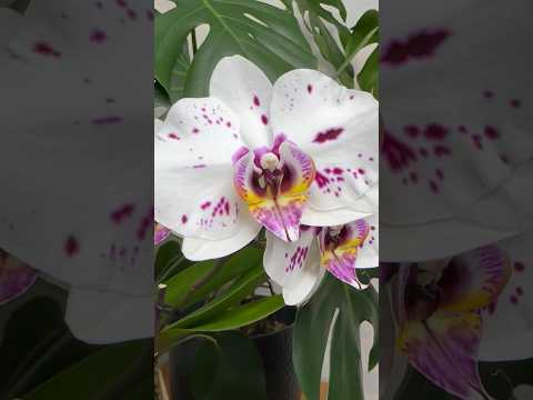 💙💛Знайомтесь #phalaenopsis Distraction 💚родич Picasso / Iron Man😁😉Красень👌 #kyiv #orchid