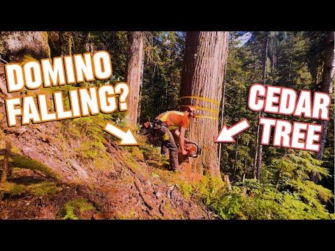 Domino Falling? Cutting a Cedar Tree in a Domino Style