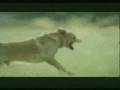 Funny Commercial Dog Depression
