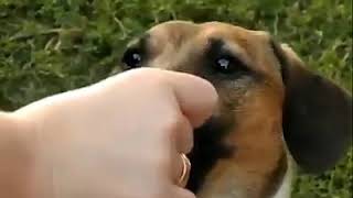 Приколы с кошками и собаками