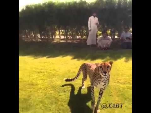 Leopard attacks Drone - Big Cats