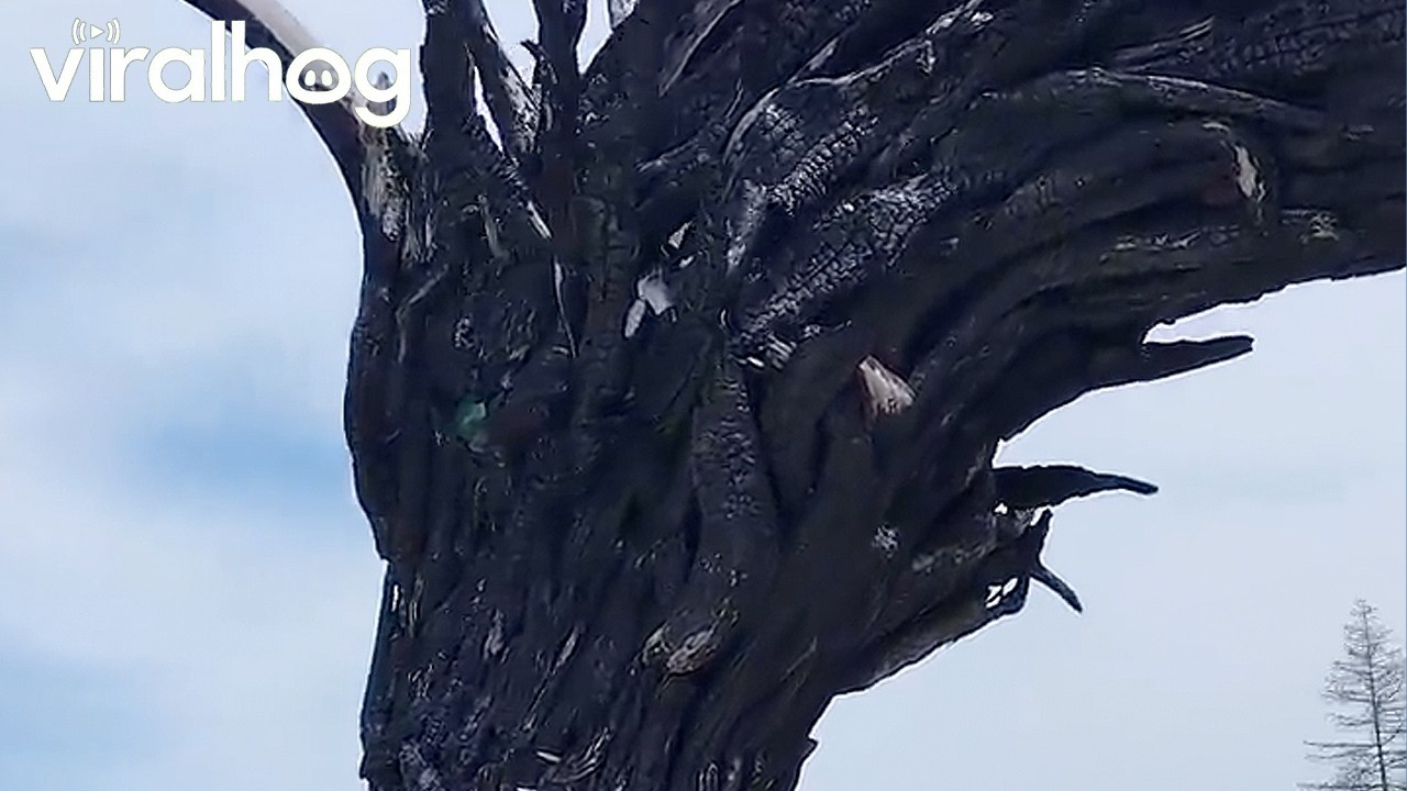 Driftwood Dragon Sculpture || ViralHog