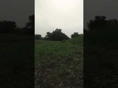 Peacock natural paying very beautiful