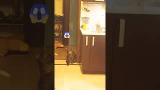 Приколы с котами Приколы с котятами Приколы с кошками Смешные коты и кошки Смешные коты и кошки