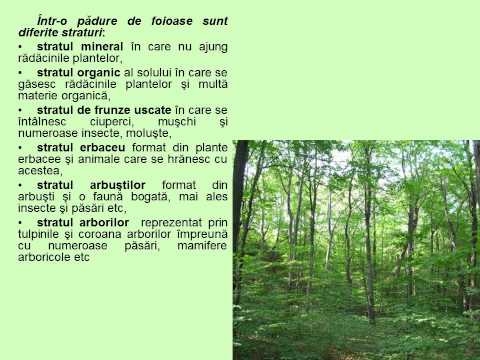 modul de curățare a paraziților